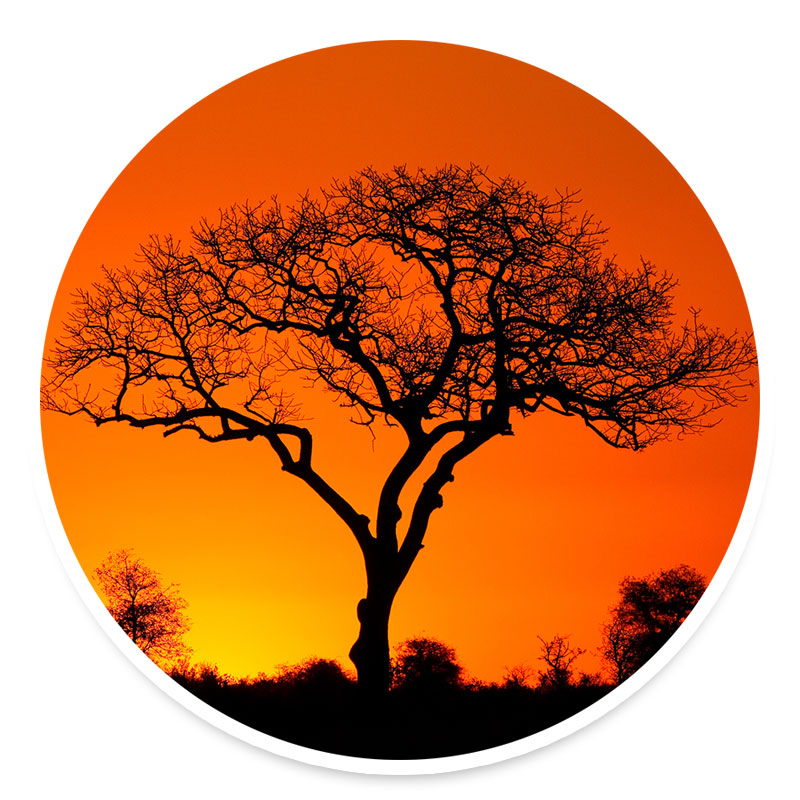 Marula Tree